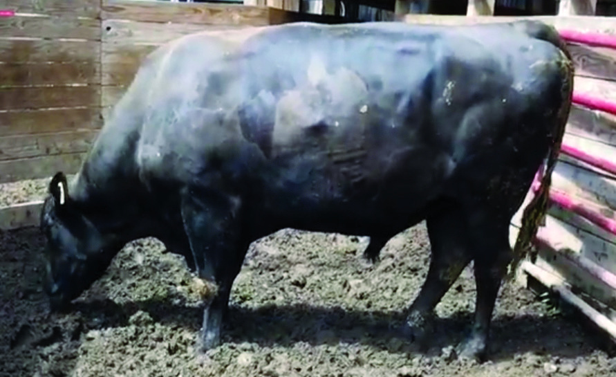 Tajimax at four years old, 2200+ lbs at turnout