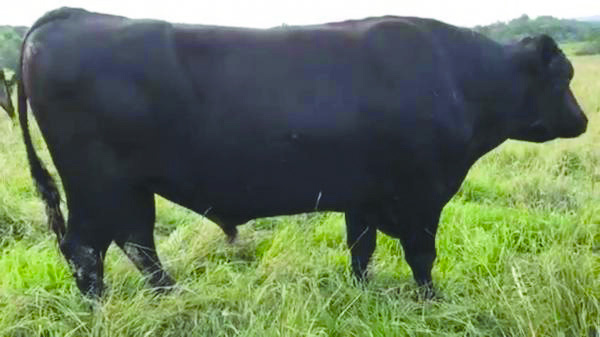 Tajimax (FB16684), full-body at four years of age on cows