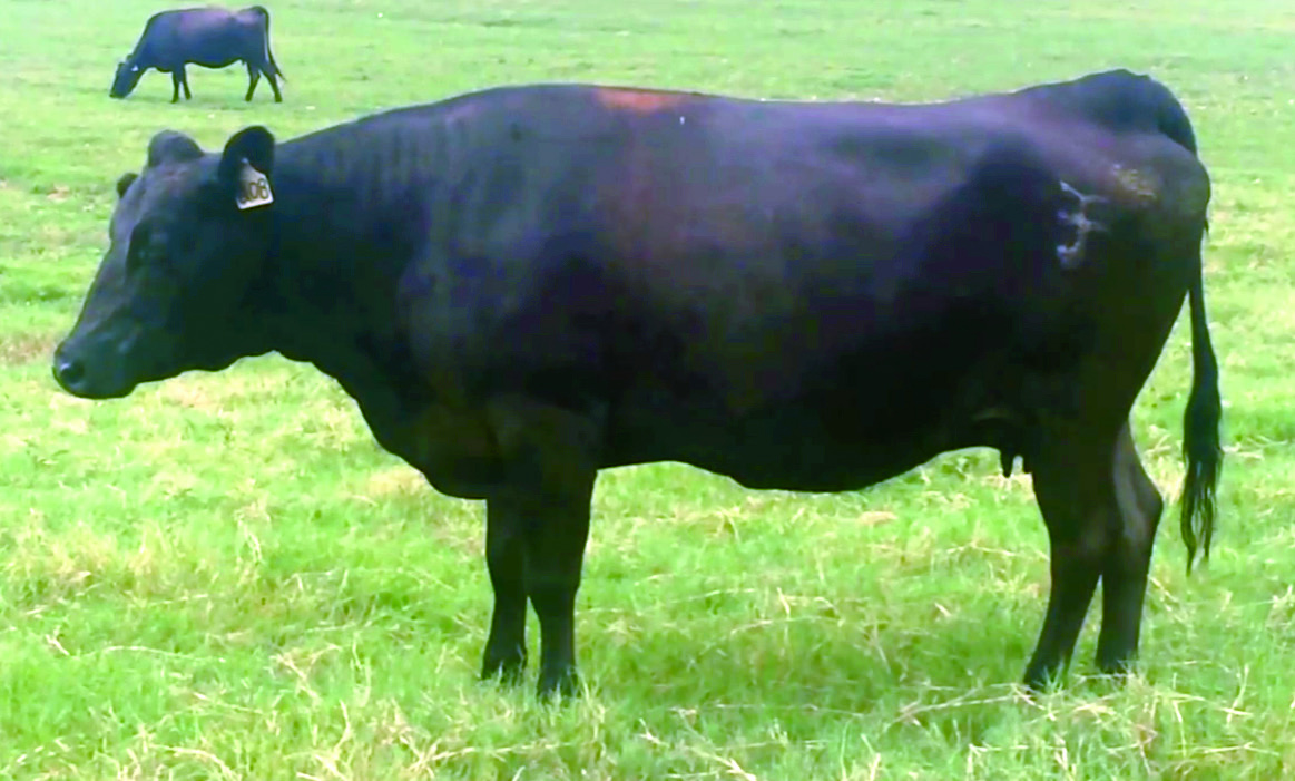 UKB JVP Chisahime 208, dam of WR Kiku Tanisa Hime D36