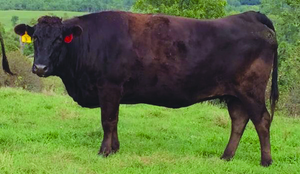 Nanashi, dam of WR Tottori Nashi E113