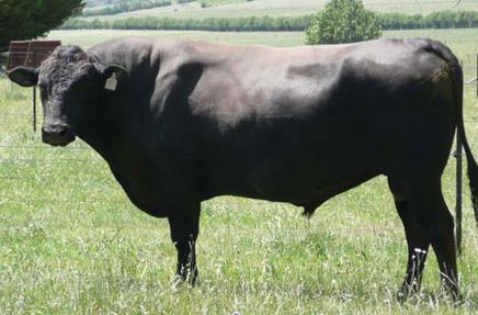 Tajimax full-blood Wagyu bull