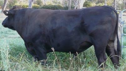 Tajimax (FB16684) at four years old grazing among cows